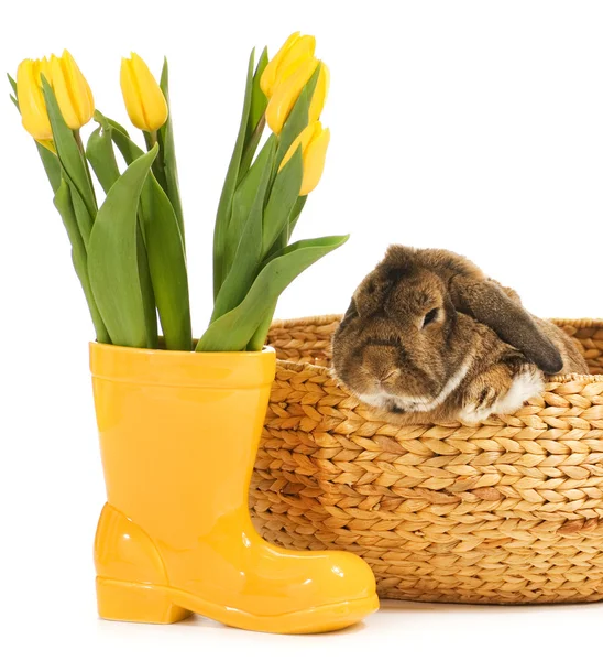 Rabbit and vase with fresh tulips on white background — Stock Photo, Image