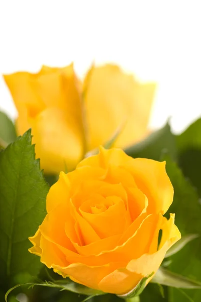 Strauß Gelber Rosen Isoliert Auf Weißem Hintergrund — Stockfoto