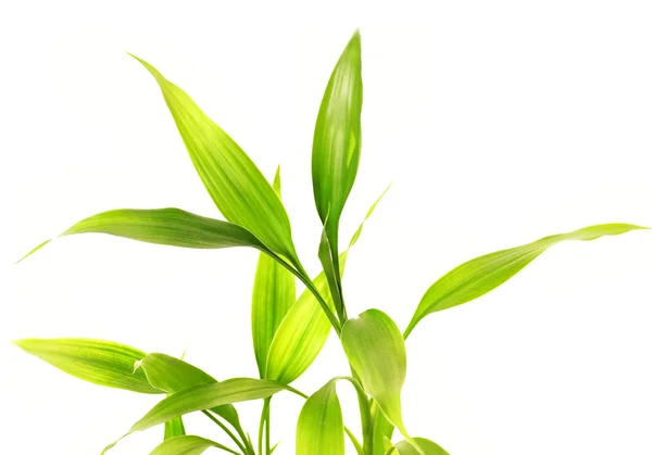 Bambusblätter isoliert auf weißem Hintergrund — Stockfoto