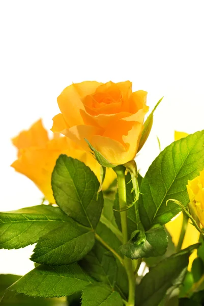 一束黄色玫瑰，在白色背景上隔离 — 图库照片