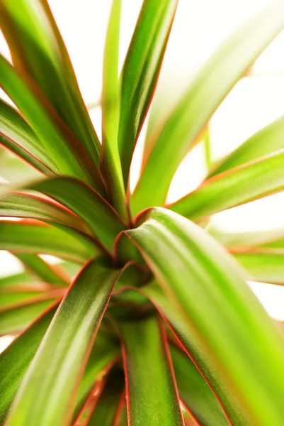 Beautiful Oriental Plant Close Macro Shot — Stock Photo, Image