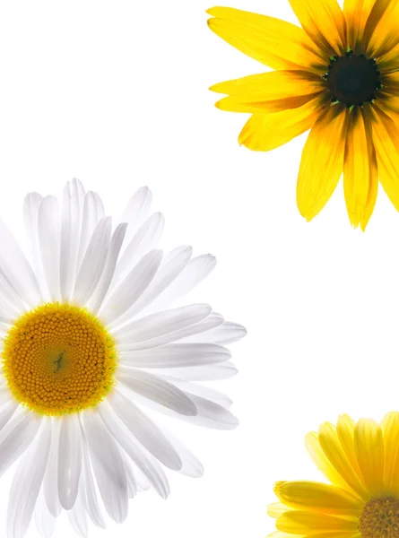 Квіти ізольовані на білому — стокове фото