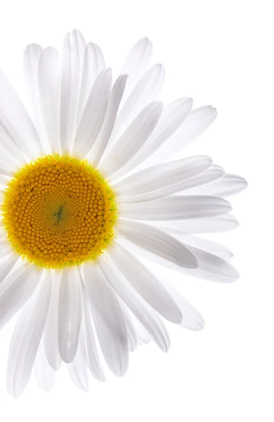 Prachtige daisy op geïsoleerde witte achtergrond — Stockfoto