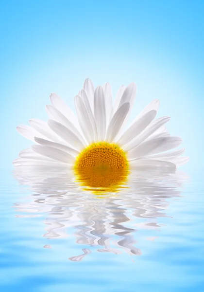 Beautiuful Daisy Reflecterd Rendered Water — Stock Photo, Image