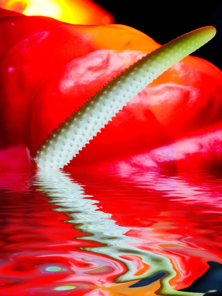 Egzotik Çiçek Işlenmiş Suya Yansıyan Close Shot — Stok fotoğraf