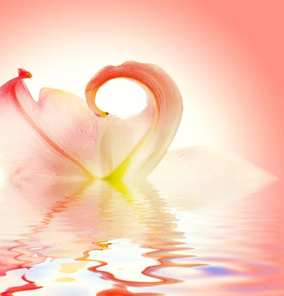 Işlenmiş suya yansıyan zarif lily çiçek — Stok fotoğraf