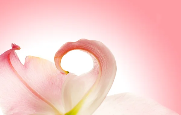 Красива Лілія Абстрактному Рожевому Фоні — стокове фото