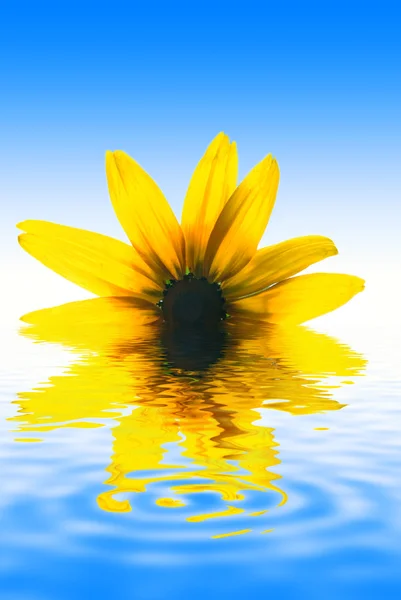 Sárga Virág Reflecterd Megjelenített Vízben — Stock Fotó