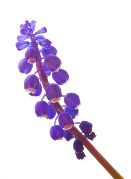 Flor Azul Primavera Aislada Sobre Fondo Blanco — Foto de Stock