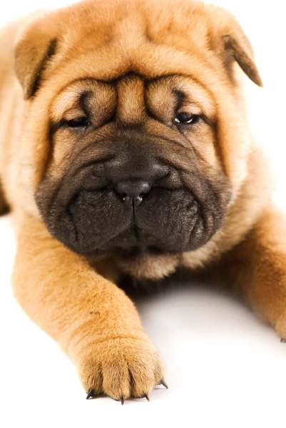 Beyaz Arka Plan Üzerinde Izole Komik Sharpei Köpek Yavrusu — Stok fotoğraf