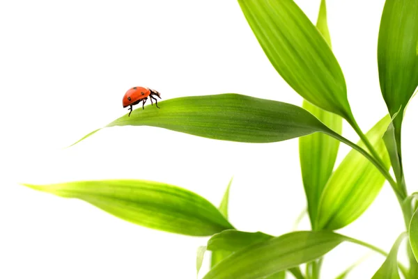 Ladybird Oturan Bir Bambu Yaprakları — Stok fotoğraf