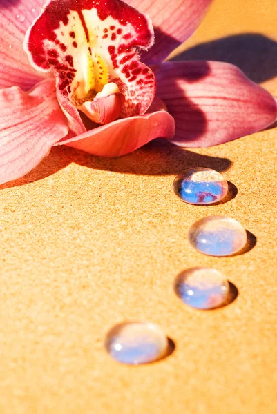 ハワイピンクの蘭露滴その花びらにクローズ アップ ショット — ストック写真