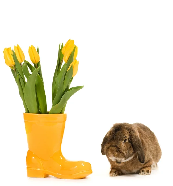 Kaninchen Und Vase Mit Frischen Tulpen Auf Weißem Hintergrund — Stockfoto