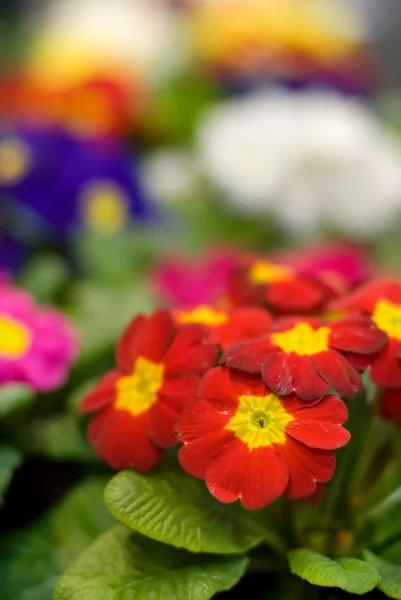 Vackra Blommor Närbild Grunt Dof — Stockfoto