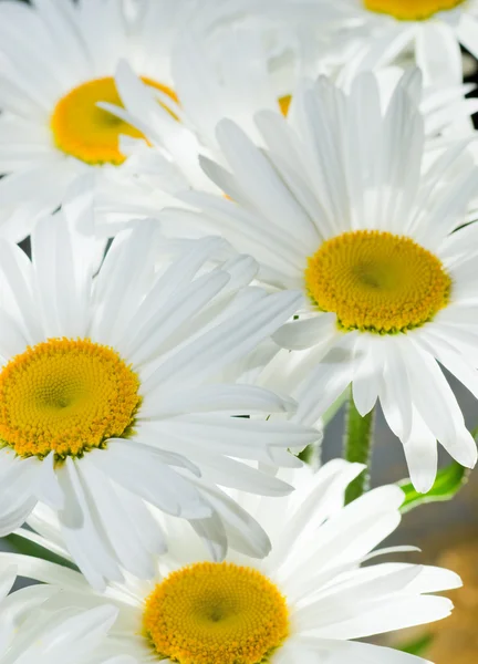 Daisy Background — Stock Photo, Image