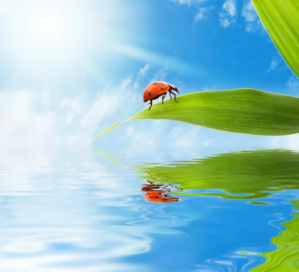 坐在一片绿色的叶子上的瓢虫反映在呈现水 — 图库照片