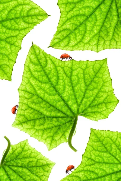 Ladybugs bir konservesi üzerinde bırakır — Stok fotoğraf
