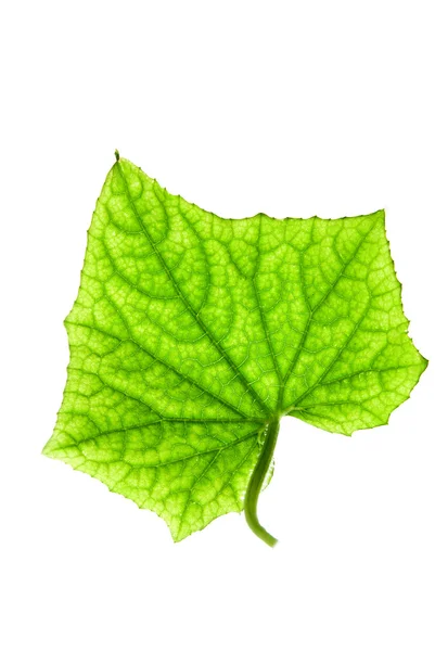Grünes Blatt auf isoliertem weißem Hintergrund — Stockfoto