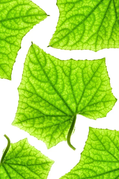 Зелений лист візерунком — стокове фото