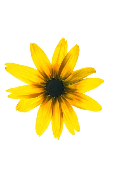 Flor amarela isolada no fundo branco — Fotografia de Stock