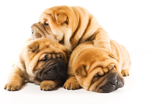 Groep Van Drie Prachtige Sharpei Pups Geïsoleerd Witte Achtergrond — Stockfoto