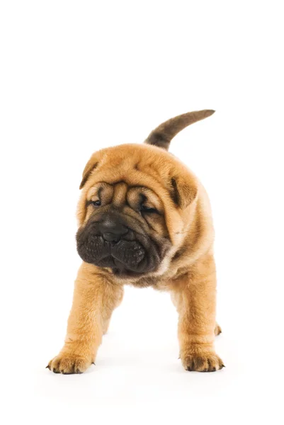 Grappige Sharpei Pup Geïsoleerd Een Witte Achtergrond Studio Opname — Stockfoto