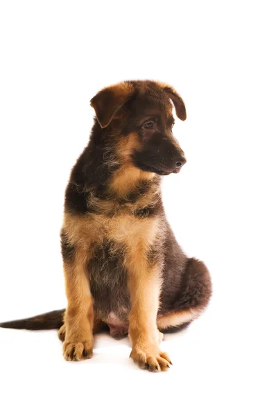 Duitse herder puppy geïsoleerd op witte achtergrond — Stockfoto