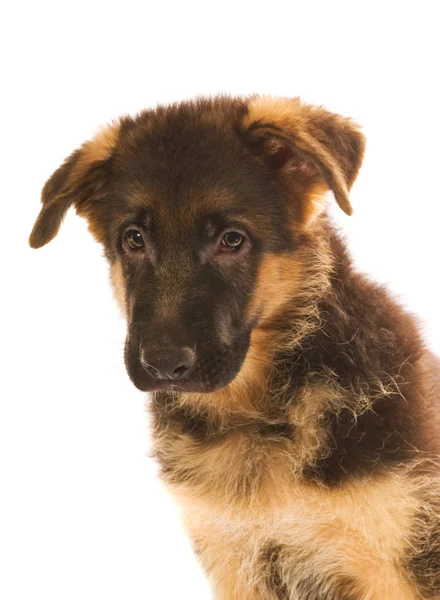 Duitse herder puppy geïsoleerd op witte achtergrond — Stockfoto