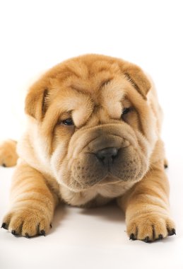 Funny sharpei puppy isolated on white background clipart