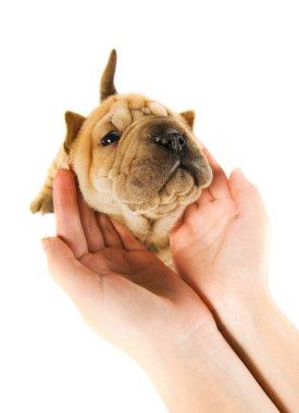 Human hands holding sharpey puppy isolated on white background clipart
