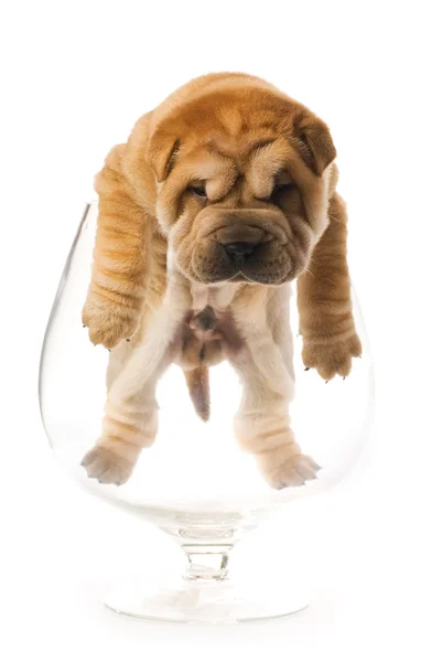 Sharpei Puppy Glass Isolated White Background Studio Shot — Stock Photo, Image