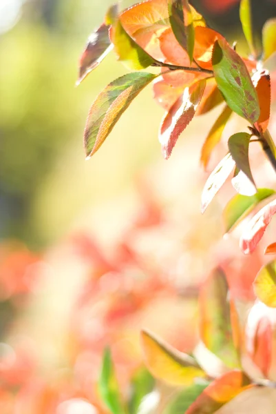 Bulanık Arka Plan Üzerinde Renkli Yaprakları — Stok fotoğraf