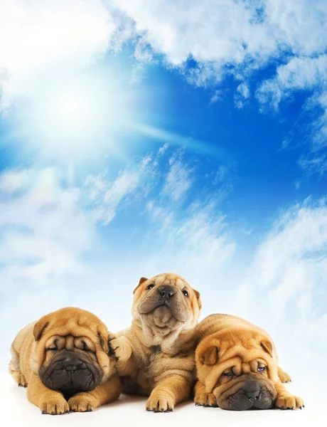 Groep van drie prachtige sharpei pups — Stockfoto