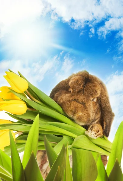 Пасхальный Кролик Желтыми Тюльпанами Прячущимися Зеленой Траве — стоковое фото