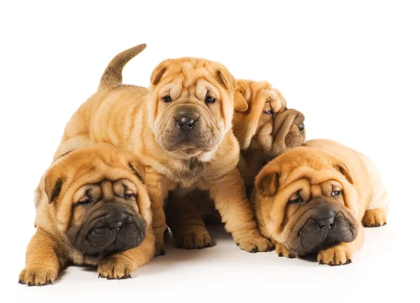 Groep van mooie sharpei pups geïsoleerd op witte achtergrond — Stockfoto