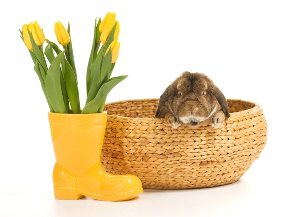 Kaninchen im Weidenkorb isoliert auf weißem Hintergrund — Stockfoto