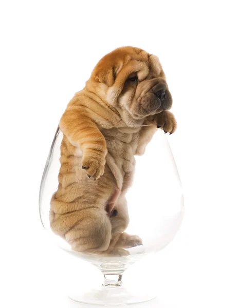 Sharpei puppy inside glass isolated on white background (studio — Stock Photo, Image