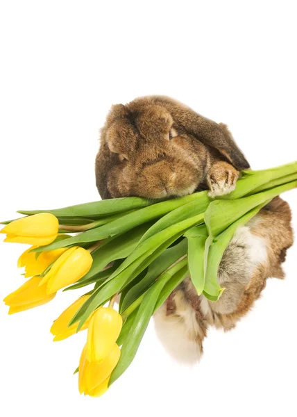 Schöne Kaninchen mit frischen Frühlingsblumen isoliert auf weißem Bac — Stockfoto