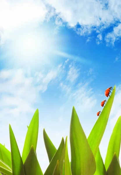 Lieveheersbeestje van familie zittend op een groen gras op zonnige dag — Stockfoto