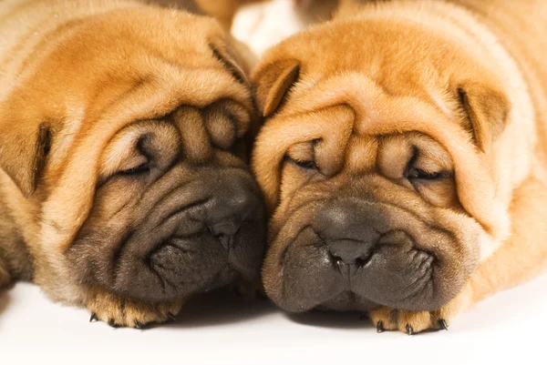 Twee Sharpei Puppies Liefde — Stockfoto
