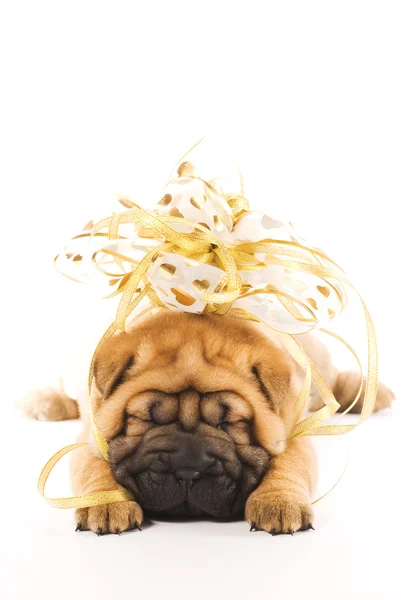 Bonito Filhote Cachorro Sharpei Com Arco Dourado Isolado Fundo Branco — Fotografia de Stock