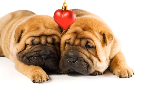 在爱情中的两个沙皮狗 — 图库照片