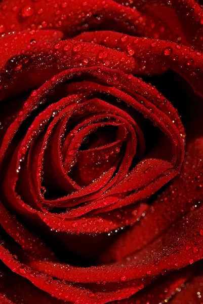 Wet rose close-up shot (superficial DoF ) — Fotografia de Stock