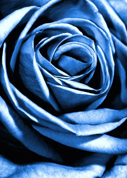 Rosa azul primer plano tiro —  Fotos de Stock
