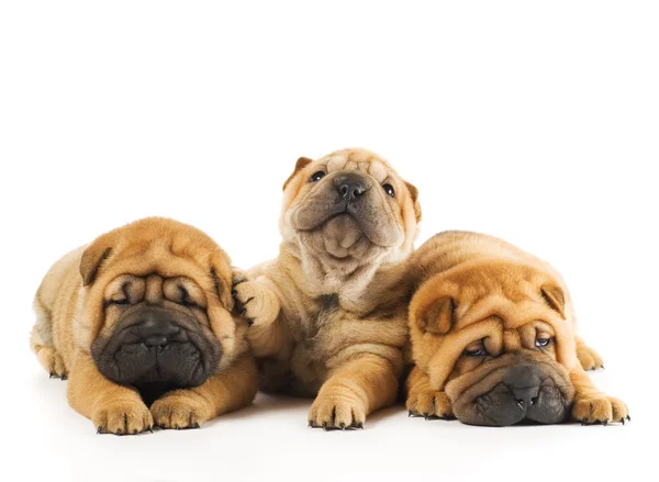 Groep Van Drie Prachtige Sharpei Pups Geïsoleerd Witte Achtergrond — Stockfoto