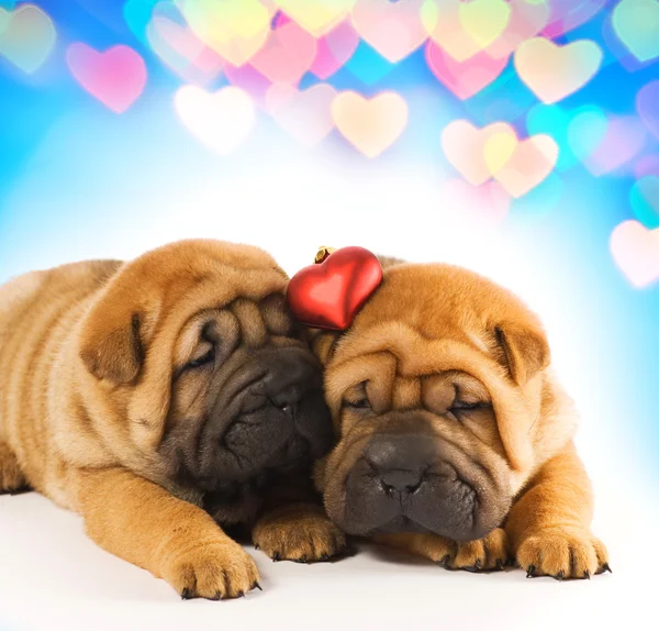 Dos cachorros de sharpei enamorados —  Fotos de Stock