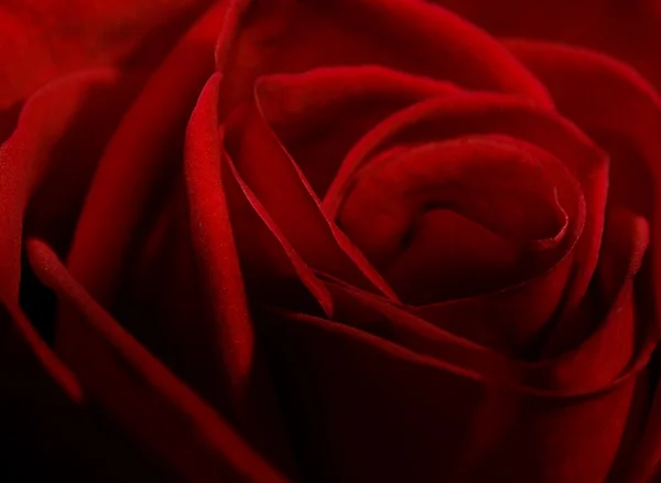 Vermelho Rosa Close Tiro — Fotografia de Stock