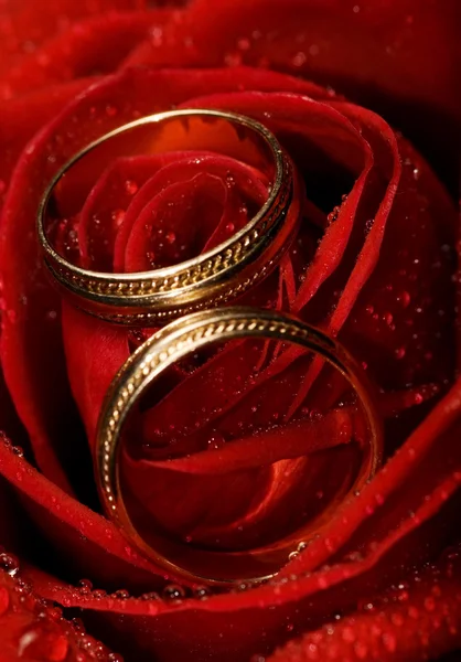 Wet rose with two golden wedding rings on it — Stock Photo, Image