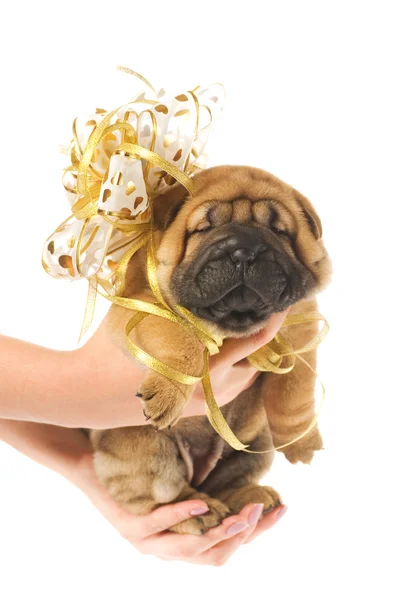 Human hadns holding beautiful sharpei puppie with golden bow iso — Stock Photo, Image