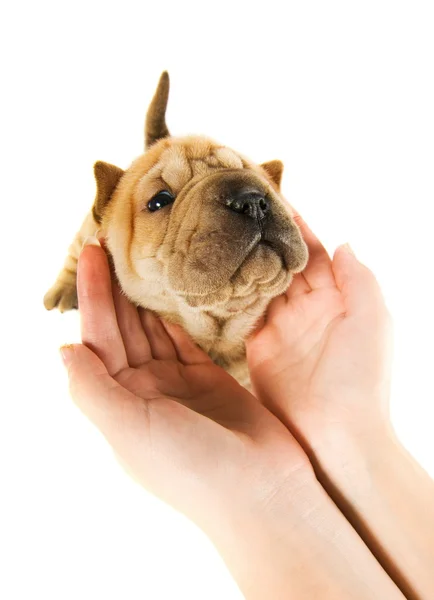 Human hands holding sharpey puppy isolated on white background — Stock Photo, Image